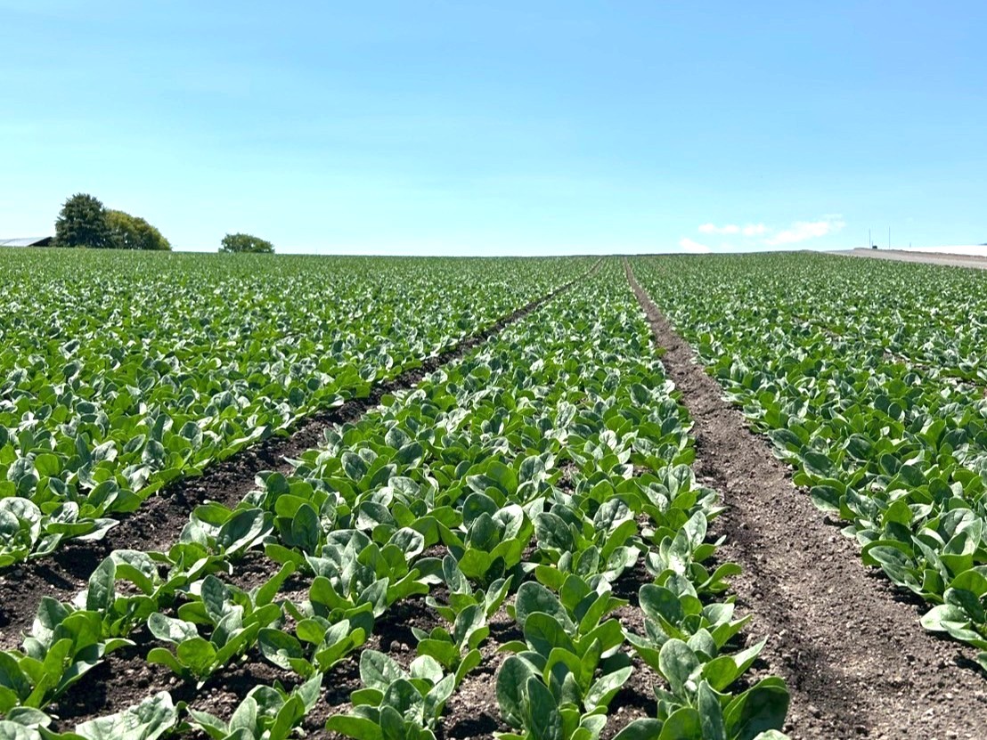 野菜詰め放題イベントに使うための野菜がある畑